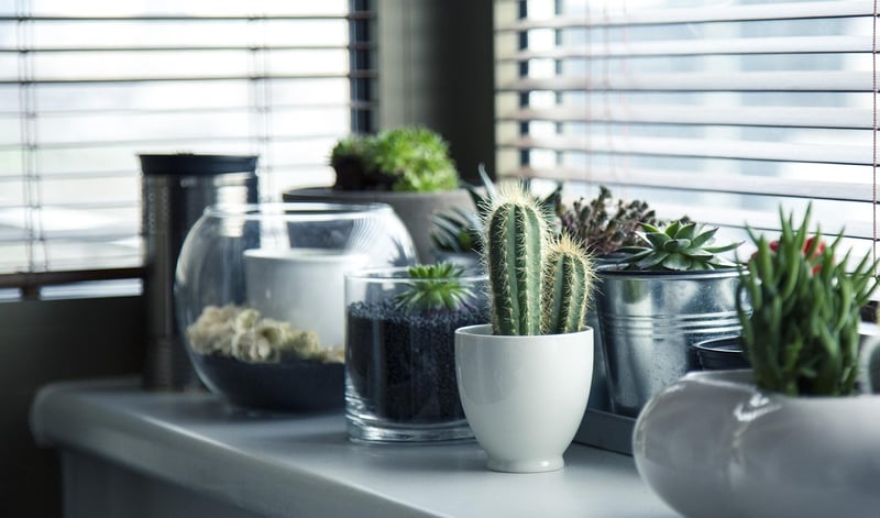 Indoor Gardens