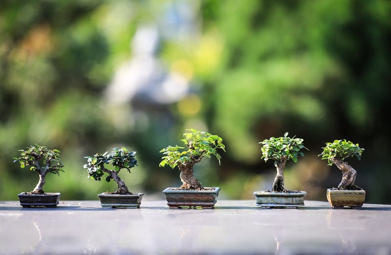 Winter Gardening